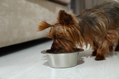 Photo of Adorable Yorkshire terrier eating from feeding bowl indoors. Happy dog