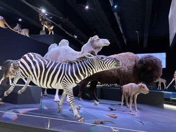 Photo of Leiden, Netherlands - June 18, 2022: Exhibition with different stuffed animals in Naturalis Biodiversity Center