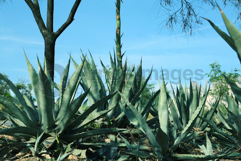 Beautiful Agave plants growing outdoors on sunny day