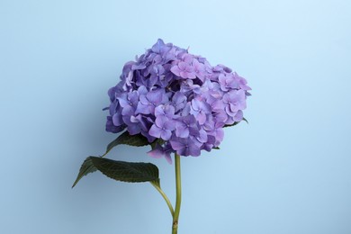Branch of hortensia plant with delicate flowers on light blue background