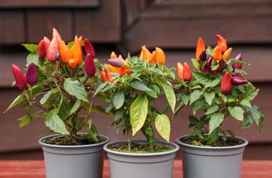 Capsicum Annuum plants. Potted rainbow multicolor chili peppers on wooden table outdoors