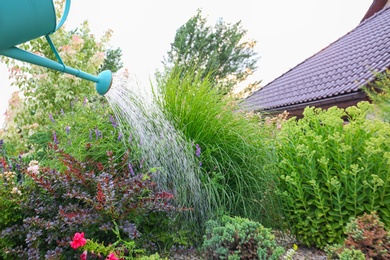 Watering beautiful flowerbed at backyard outdoors. Home gardening