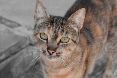 Photo of Cute stray cat on road outdoors, closeup