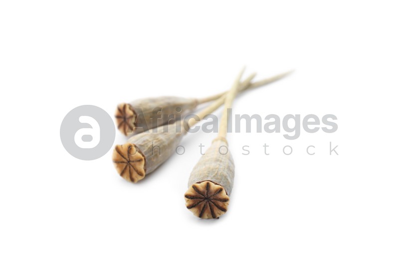 Photo of Dry poppyheads with seeds on white background