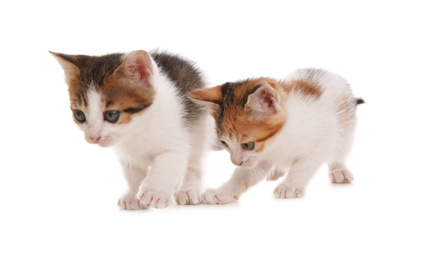 Cute little kittens on white background. Baby animals