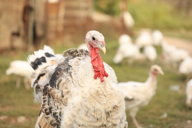 Photo of Domestic turkey with white feather outdoors. Poultry farming