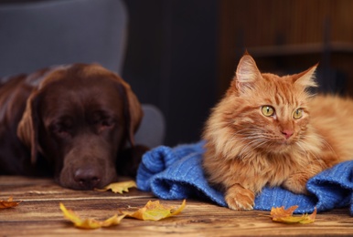 Photo of Cute cat and dog on wooden table at home. Warm and cozy winter