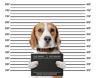 Image of Arrested Beagle with mugshot board against height chart. Fun photo of criminal