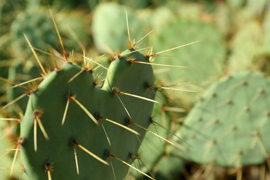 Photo of Beautiful prickly pear cactus growing outdoors on sunny day, closeup. Space for text