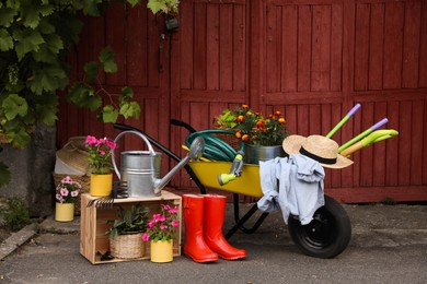 Photo of Beautiful plants and different gardening tools outdoors