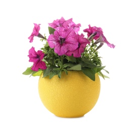 Beautiful petunia flowers in plant pot isolated on white