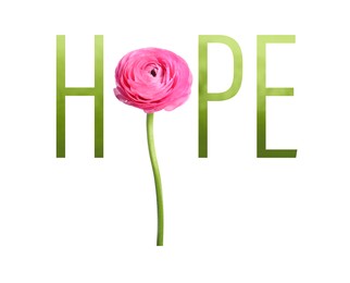 Word HOPE made with letters and beautiful ranunculus on white background