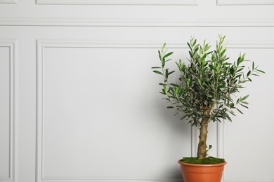 Photo of Beautiful young potted olive tree near light wall indoors, space for text. Interior element