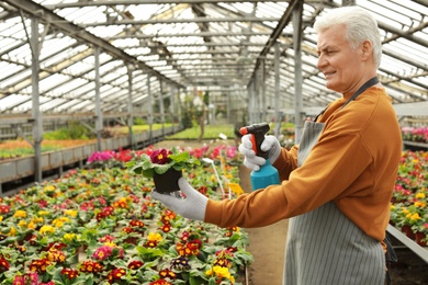 Photo of Mature man taking care of blooming flower in greenhouse. Home gardening