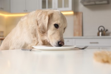 Photo of Cute hungry dog nuzzling empty plate while searching for food at table in kitchen