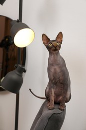 Sphynx cat sitting on armchair back at home