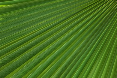 Closeup view of lush palm leaf as background