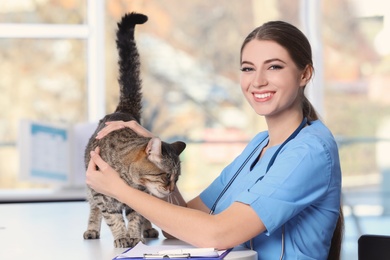 Veterinarian doc with cat in animal clinic