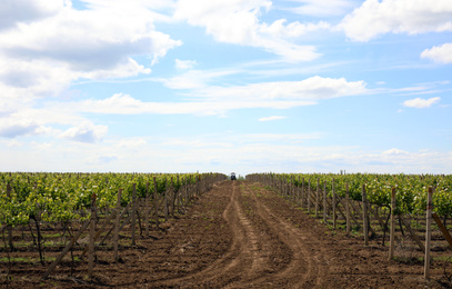 Beautiful vineyard on sunny day. Agricultural field