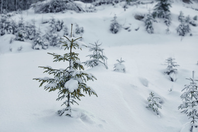 Young fir tree covered with snow in winter forest