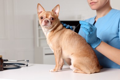 Veterinary holding acupuncture needle near dog's back in clinic, closeup. Animal treatment