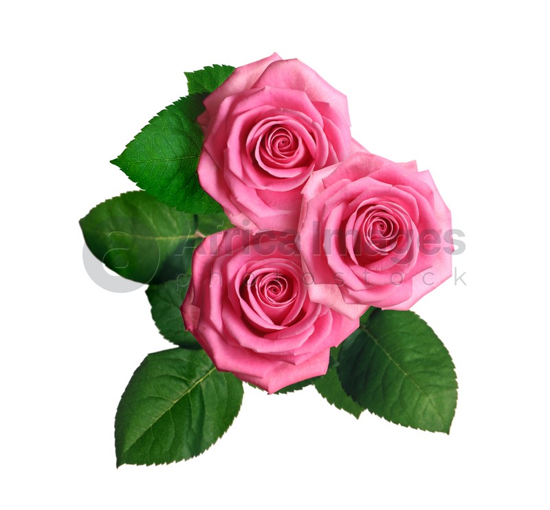 Beautiful pink roses with green leaves on white background