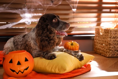 Adorable English Cocker Spaniel with Halloween trick or treat bucket on blanket indoors