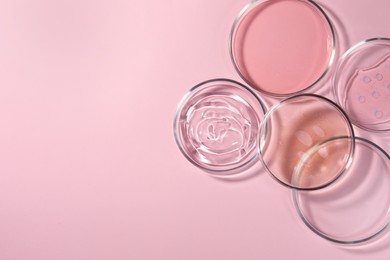 Petri dishes with liquids on pale pink background, flat lay. Space for text