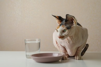 Beautiful Sphynx cat near plate on white table against beige background. Space for text
