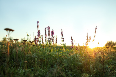Beautiful wild flowers in field at sunrise. Early morning landscape