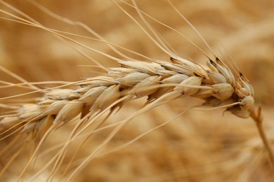 Ripe wheat spike in agricultural field, closeup