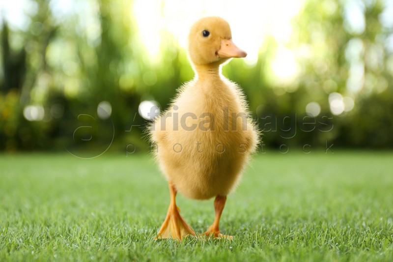 Cute fluffy baby duckling on green grass outdoors