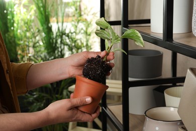 Woman transplanting beautiful houseplant into new pot indoors, closeup