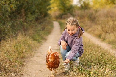 Farm animal. Cute little girl feeding chicken in countryside