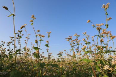 Beautiful blossoming buckwheat field on sunny day, closeup view