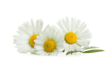 Beautiful daisy flowers and green leaves on white background