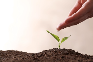Farmer pouring water on young seedling in soil against light background, closeup. Space for text