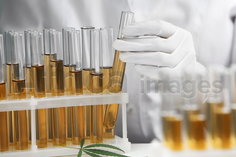 Doctor taking test tube with urine sample for hemp analysis, closeup