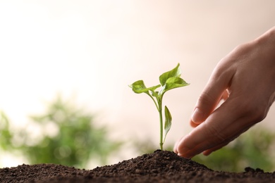 Woman protecting young seedling in soil on blurred background, closeup with space for text