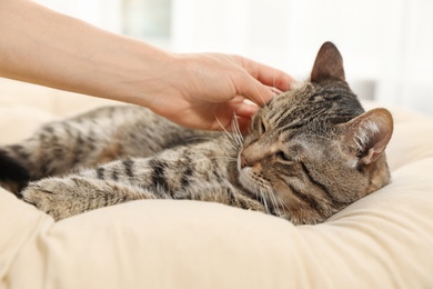 Photo of Owner stroking cute cat on pillow indoors, closeup. Friendly pet