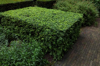 Photo of Beautiful green boxwood shrub outdoors. Landscape design