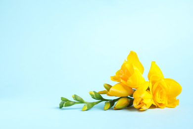 Beautiful blooming yellow freesias on light blue background. Space for text