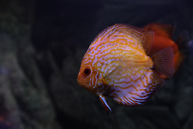 Beautiful discus fish in clear aquarium water