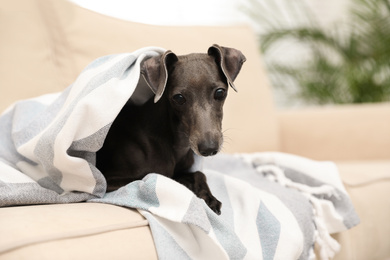 Italian Greyhound dog covered with plaid on sofa at home
