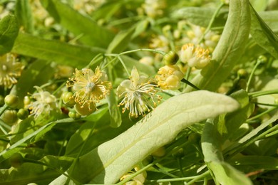 Photo of Beautiful linden blossoms and green leaves as background, closeup