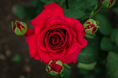 Closeup view of beautiful blooming rose bush outdoors