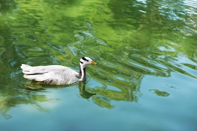 Photo of Beautiful goose swimming in pond on sunny day