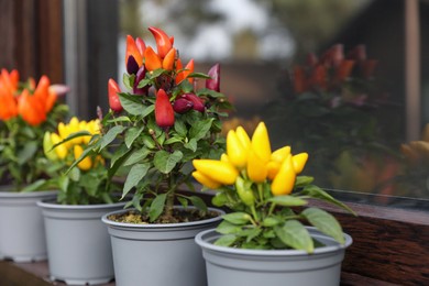 Capsicum Annuum plants. Many potted rainbow multicolor and yellow chili peppers near window outdoors, space for text