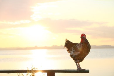 Photo of Big domestic rooster on bench near river at sunrise, space for text. Morning time