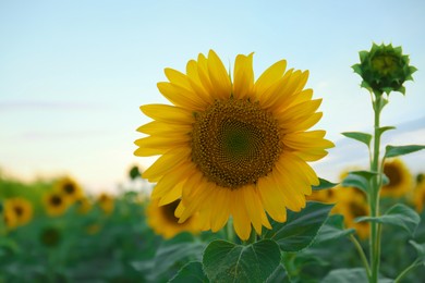 Photo of Beautiful blooming sunflower against sky on summer day